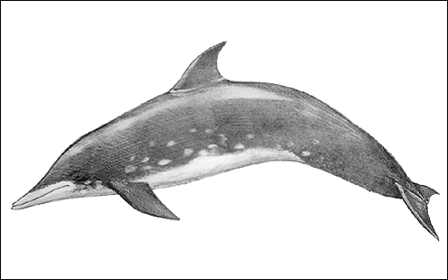 Rough-toothed dolphin. (c) P Hamilton 