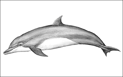 Common bottlenose dolphin, Lomod, lumba-lumba. (c) P Hamilton 