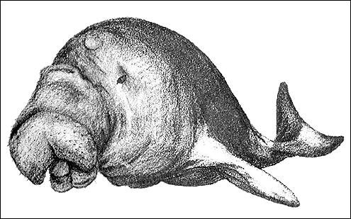 Dugong, Dugong. (c) R Banasiak (c) Field Museum of Natural History - CC BY-NC 4.0