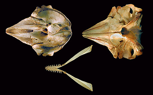 Pygmy sperm whale. (c) WT Stanley. USNM 504338. (c) Field Museum of Natural History - CC BY-NC 4.0