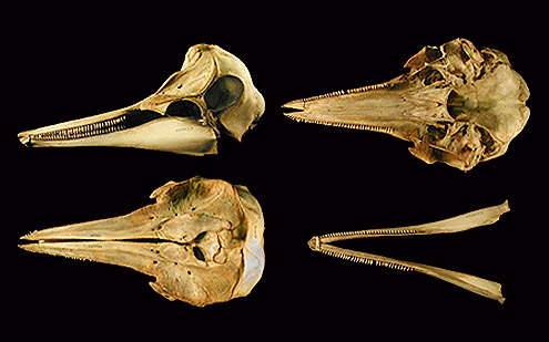 Fraser's dolphin, lomod, mayahon. (c) WT Stanley. USNM 550022. (c) Field Museum of Natural History - CC BY-NC 4.0