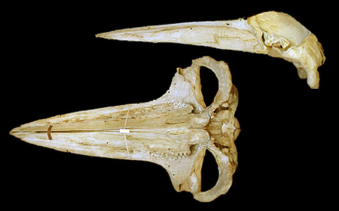 Humpback whale. (c) WT Stanley. USNM 269982. (c) Field Museum of Natural History - CC BY-NC 4.0