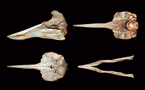 Blainville's beaked whale, dense-beaked whale. (c) R Banasiak (c) Field Museum of Natural History - CC BY-NC 4.0