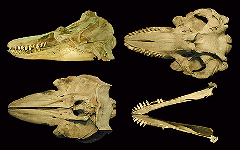 Killer whale, Orca. (c) WT Stanley. USNM 23004. (c) Field Museum of Natural History - CC BY-NC 4.0