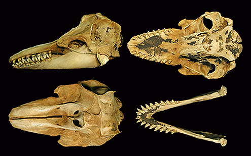 False killer whale. (c) WT Stanley. USNM 485827. (c) Field Museum of Natural History - CC BY-NC 4.0