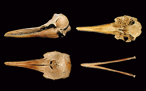 Indo-Pacific humpback dolphin. (c) WT Stanely. USNM 258859. (c) Field Museum of Natural History - CC BY-NC 4.0