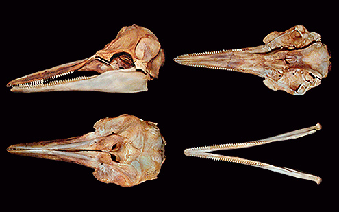 Pantropical spotted dophin, lomod, lumba-lumba. (c) Field Museum of Natural History - CC BY-NC 4.0