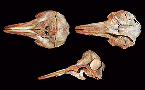 Striped dolphin, lomod, lumba-lumba. (c) R Banasiak (c) Field Museum of Natural History - CC BY-NC 4.0