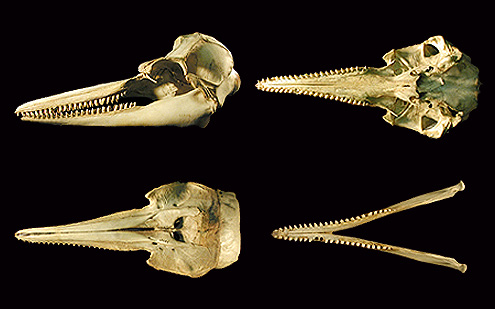 Rough-toothed dolphin. (c) P Lai and WT Stanley. USNM 49628. (c) Field Museum of Natural History - CC BY-NC 4.0