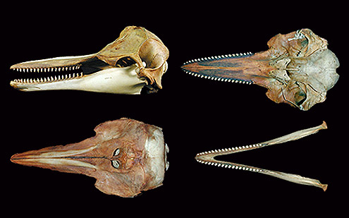 Common bottlenose dolphin, Lomod, lumba-lumba. (c) R Banasiak and P Lai (c) Field Museum of Natural History - CC BY-NC 4.0
