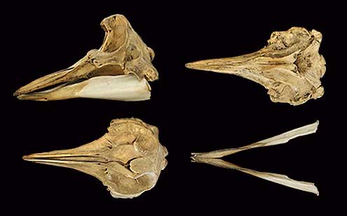 Cuvier's beaked whale, goose-beaked whale. (c) R Banasiak (c) Field Museum of Natural History - CC BY-NC 4.0