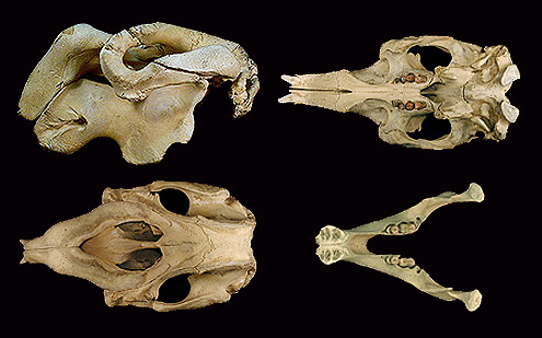 Dugong, Duyong. (c) R Banasiak and P Lai (c) Field Museum of Natural History - CC BY-NC 4.0