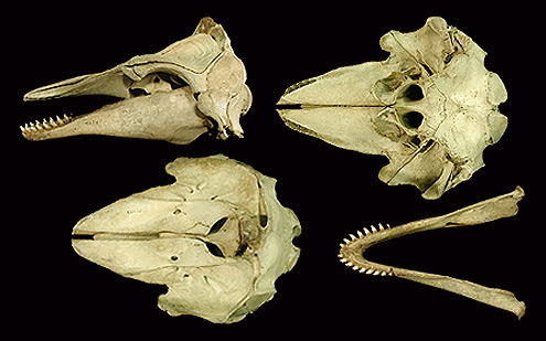 Short-finned pilot whale, Ambuhutan. (c) Field Museum of Natural History - CC BY-NC 4.0