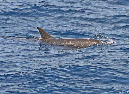 Risso's dolphin. Photo courtesy of L Dolar. From Verde Island Passage. 