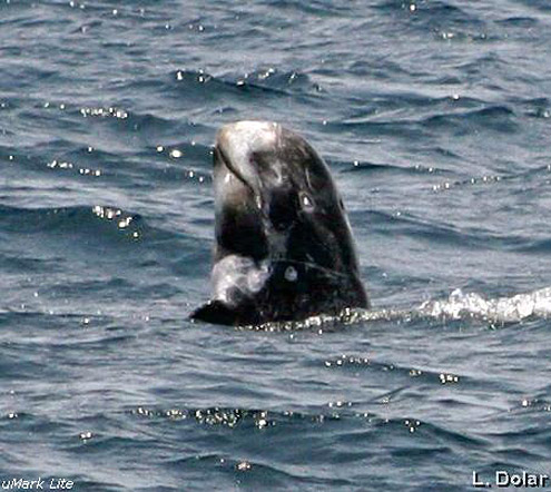 Risso's dolphin. Photo courtesy of L Dolar. From Verde Island Passage. 