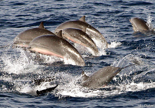 Fraser's dolphin, lomod, mayahon. Photo courtesy of L Dolar. From Verde Island Passage. 