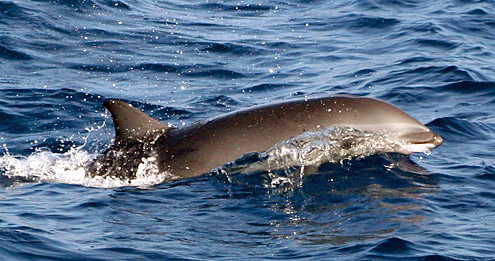 Fraser's dolphin, Lagenodelphis hosei Fraser's dolphin, lomod, mayahon. Photo courtesy of L Dolar. From Verde Island Passage.