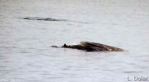 Blainville's beaked whale, dense-beaked whale. Photo courtesy of L Dolar. From Sulu Sea. 