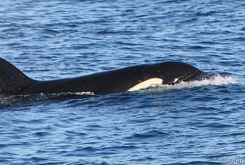 Killer whale, Orca. Photo courtesy of L Dolar. From Sarangani Bay. 