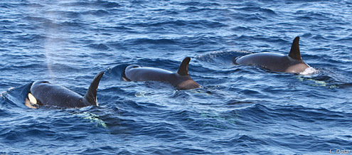 Killer whale, Orca. Photo courtesy of L Dolar. From Sarangani Bay. 