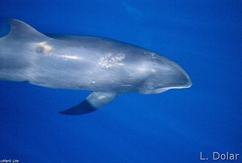 Melon-headed whale. Photo courtesy of L Dolar. From Sulu Sea. 