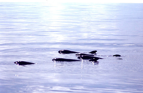 False killer whale. Photo courtesy of L Dolar. From Sulu Sea. 