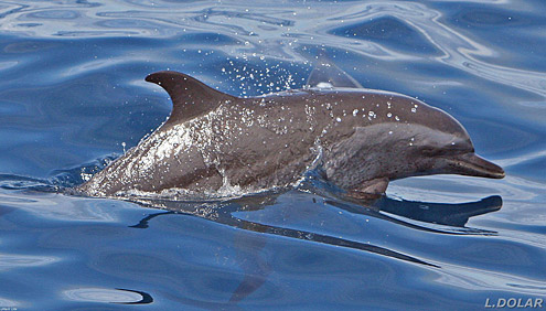 Pantropical spotted dophin, lomod, lumba-lumba. Photo courtesy of L Dolar. From Balabac Strait, Palawan Island. 