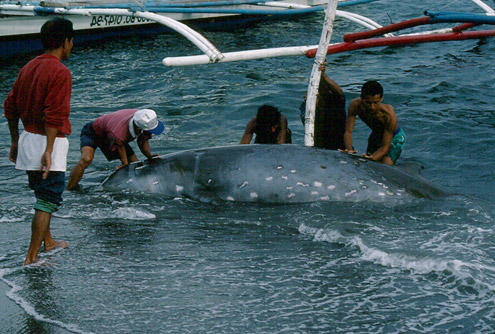 Cuvier's beaked whale, goose-beaked whale. Photo courtesy of L Dolar. From driftnet by-catch, Sulu Sea. 
