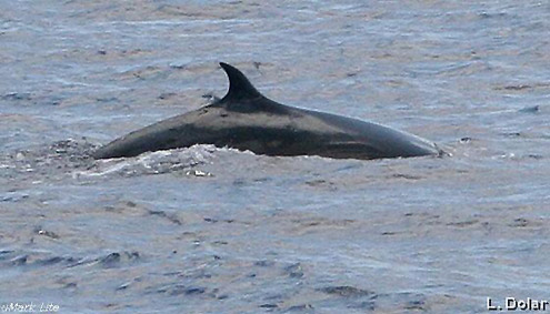 Bryde's Whale, Balaenoptera edeni Bryde's Whale, Bryde’s Whale Complex, Common Bryde's Whale, Eden's Whale, Tropical Whale, Bongkaras. Photo courtesy of L Dolar. From Balabac Strait, Palawan Island.