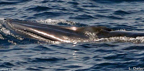 Bryde's Whale, Bryde’s Whale Complex, Common Bryde's Whale, Eden's Whale, Tropical Whale, Bongkaras. Photo courtesy of L Dolar. From Balabac Strait, Palawan Island. 