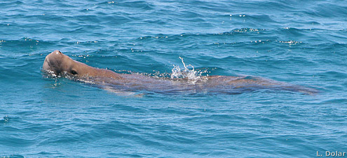 Dugong, Duyong. Photo courtesy of L Dolar. From near Balut Island. 