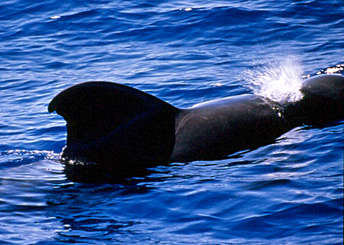Short-finned pilot whale, Ambuhutan. Photo courtesy of L Dolar. From Sulu Sea. 