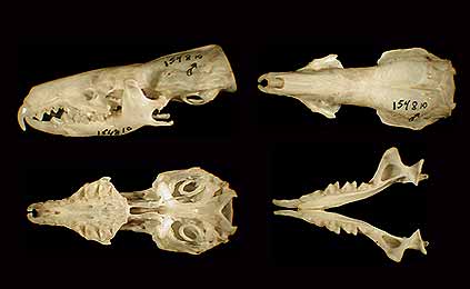 Asian house shrew. (c) The Field Museum. Photograph by R Banasiak. (c) Field Museum of Natural History - CC BY-NC 4.0