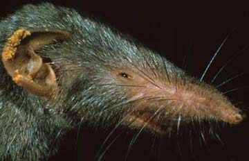 Asian house shrew, Suncus murinus (c) Field Museum of Natural History - CC BY-NC 4.0 Asian house shrew. (c) The Field Museum. Photograph by PD Heideman. From Negros Island. (c) Field Museum of Natural History - CC BY-NC 4.0