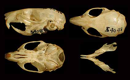 House mouse, Mus musculus (c) Field Museum of Natural History - CC BY-NC 4.0 House mouse. (c) The Field Museum. Photograph by R Banasiak. (c) Field Museum of Natural History - CC BY-NC 4.0