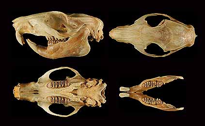 Bugkun, southern Luzon giant cloud rat. (c) The Field Museum. Photograph by R Banasiak. (c) Field Museum of Natural History - CC BY-NC 4.0