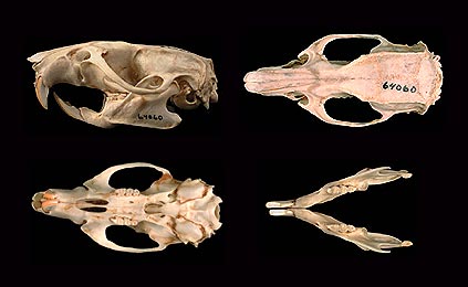 Brown rat, Norway rat. (c) The Field Museum. Photograph by R Banasiak. (c) Field Museum of Natural History - CC BY-NC 4.0