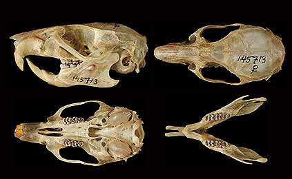 Oriental house rat. (c) The Field Museum. Photograph by R Banasiak. (c) Field Museum of Natural History - CC BY-NC 4.0