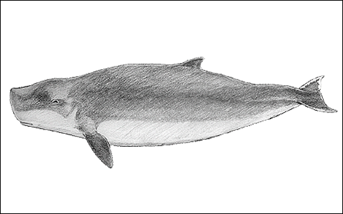 Pygmy sperm whale. (c) J Howland 