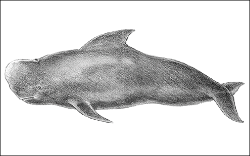 Short-finned pilot whale, Ambuhutan. (c) J Howland 