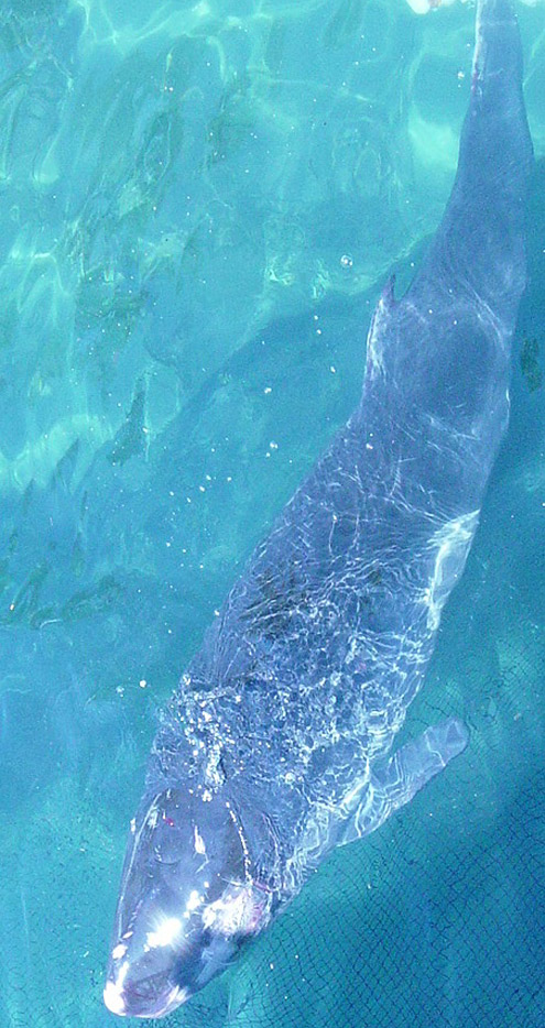 Pygmy sperm whale. Photo courtesy of A Bautista, WWF-Philippines. From live stranding in Panaca, Davao City, Mindanao Island. [Public Domain] : URL