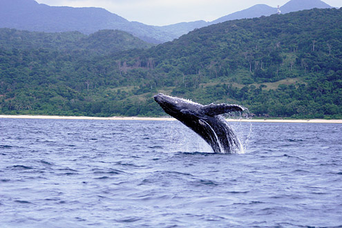 Humpback whale. Photo courtesy of JM Acebes. From off Camiguin Island (Babuyan Islands). [Public Domain] : URL