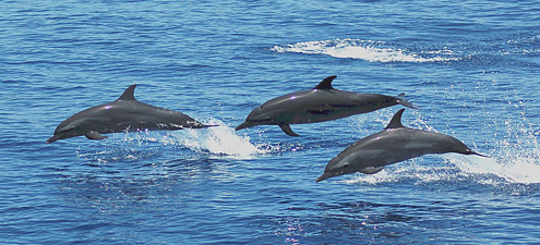 Pantropical spotted dophin, lomod, lumba-lumba. Photo courtesy of T Aquino. From Balabac Strait, Palawan Island. [Public Domain] : URL