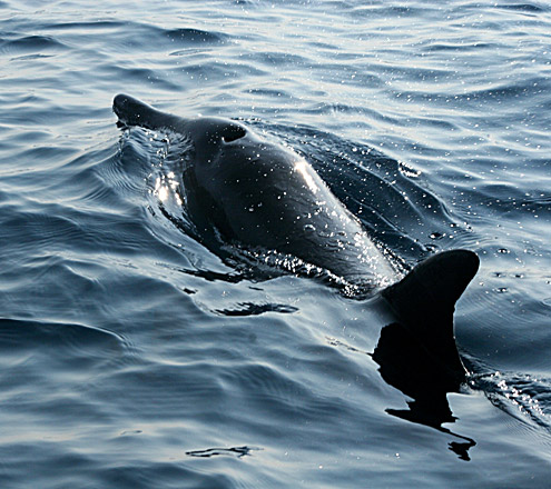 Rough-toothed dolphin. Photo courtesy of JM Acebes. From Babuyan Islands. [Public Domain] : URL