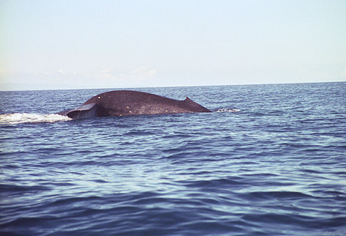 Blue whale, balyena. Photo courtesy of P Digdigan. From Bohol Sea. [Public Domain] : URL