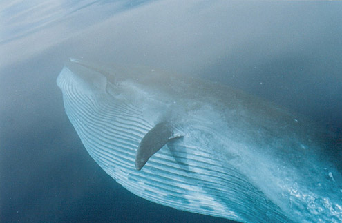 Fin whale, balyena, bongkaras. Photo courtesy of J Gaudiano. From Sulu Sea (eastern Palawan Island). [Public Domain] : URL