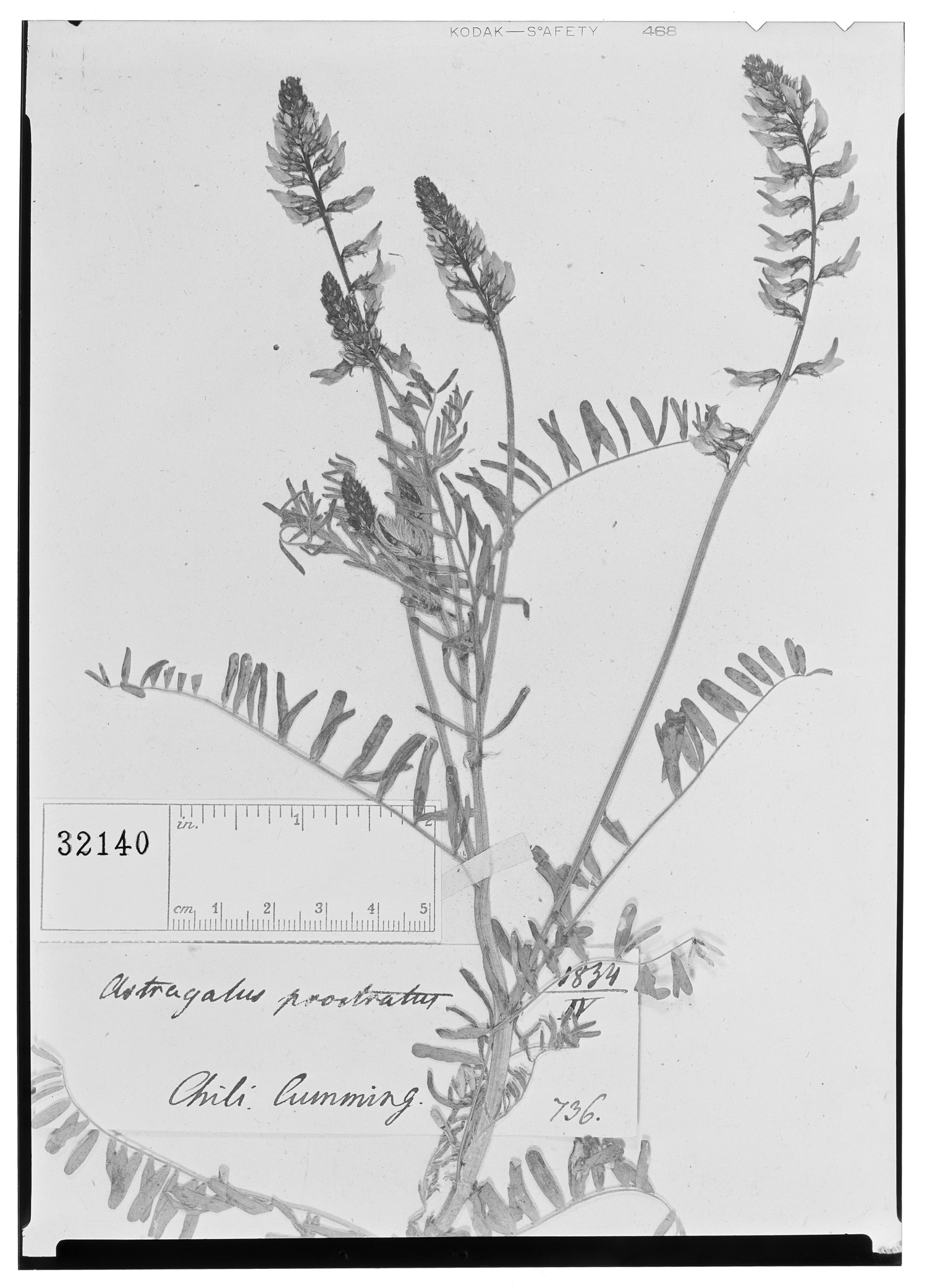 Astragalus prostratus image