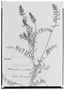 Astragalus prostratus image