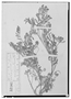 Astragalus arnottianus image