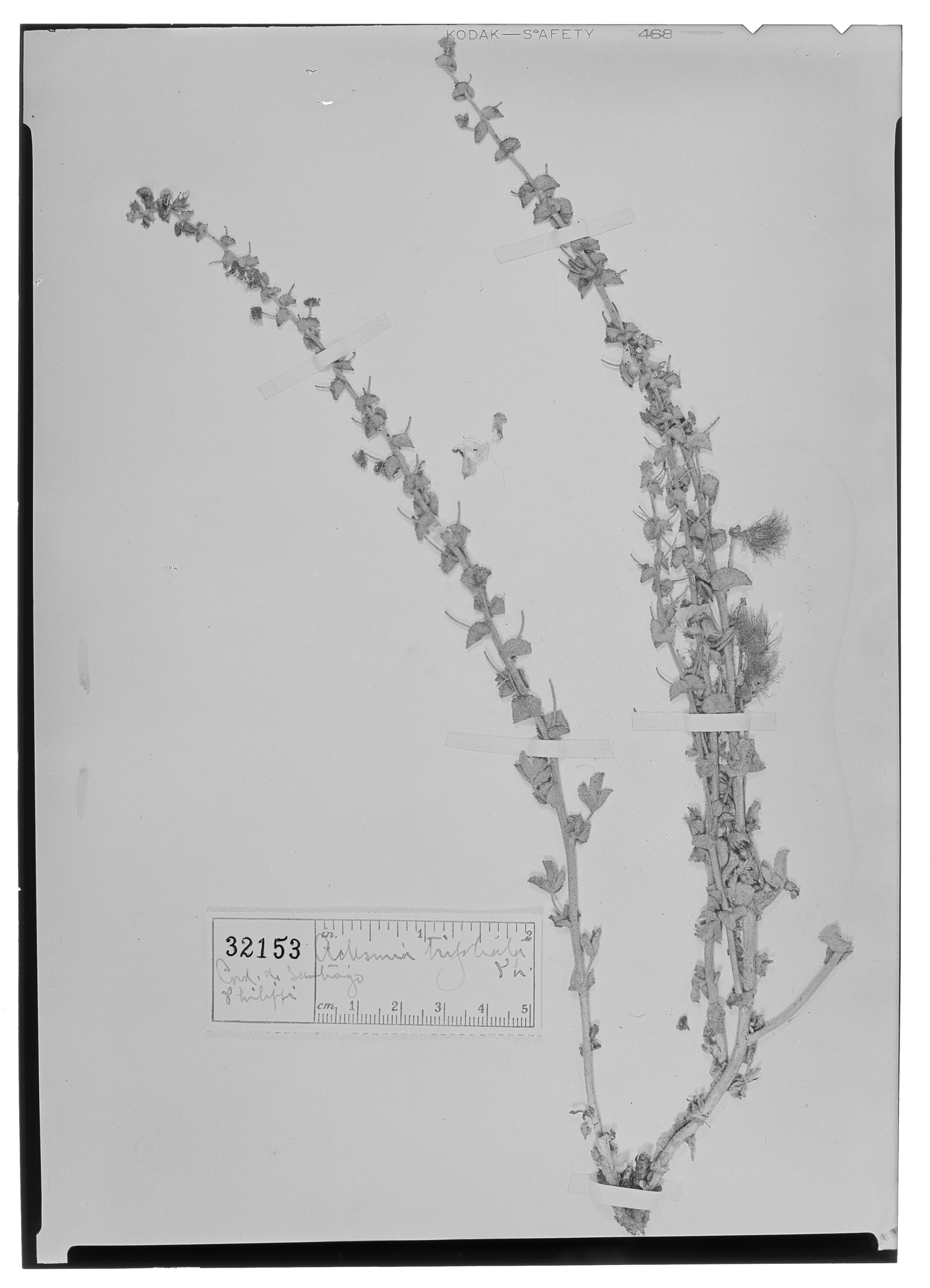 Adesmia trifoliata image